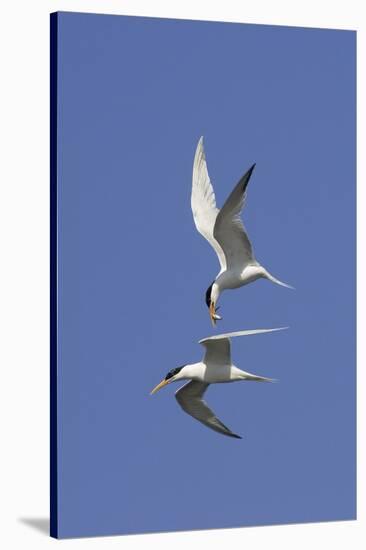 Elegant Terns in Flight-Hal Beral-Stretched Canvas