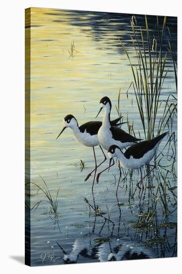 Elegant Trio - Blacknecked Stilts-Jeff Tift-Stretched Canvas