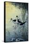 Elegant Trio - Blacknecked Stilts-Jeff Tift-Framed Stretched Canvas