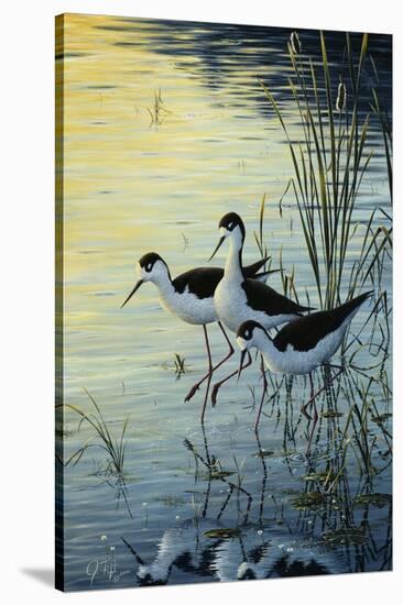 Elegant Trio - Blacknecked Stilts-Jeff Tift-Stretched Canvas