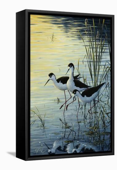 Elegant Trio - Blacknecked Stilts-Jeff Tift-Framed Stretched Canvas