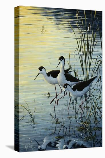 Elegant Trio - Blacknecked Stilts-Jeff Tift-Stretched Canvas