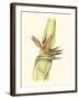 Elegant Tropics I-Jennifer Goldberger-Framed Art Print