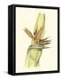 Elegant Tropics I-Jennifer Goldberger-Framed Stretched Canvas