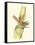 Elegant Tropics I-Jennifer Goldberger-Framed Stretched Canvas