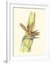 Elegant Tropics I-Jennifer Goldberger-Framed Art Print