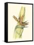 Elegant Tropics I-Jennifer Goldberger-Framed Stretched Canvas