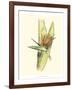 Elegant Tropics II-Jennifer Goldberger-Framed Art Print