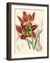 Elegant Tulips I-null-Framed Art Print