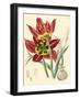 Elegant Tulips I-null-Framed Art Print