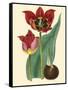 Elegant Tulips II-null-Framed Stretched Canvas