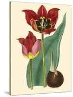 Elegant Tulips II-null-Stretched Canvas