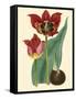 Elegant Tulips II-null-Framed Stretched Canvas