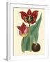 Elegant Tulips II-null-Framed Art Print