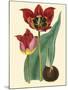 Elegant Tulips II-null-Mounted Art Print
