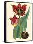 Elegant Tulips II-null-Framed Stretched Canvas