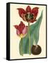 Elegant Tulips II-null-Framed Stretched Canvas