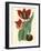 Elegant Tulips II-null-Framed Art Print