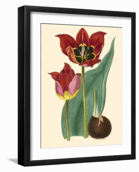 Elegant Tulips II-null-Framed Art Print