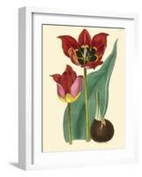 Elegant Tulips II-null-Framed Art Print