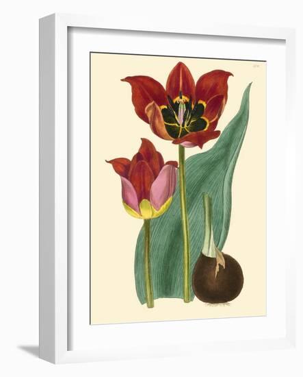 Elegant Tulips II-null-Framed Art Print