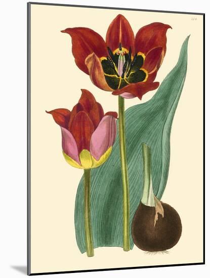 Elegant Tulips II-null-Mounted Art Print