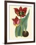 Elegant Tulips II-null-Framed Art Print
