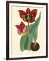 Elegant Tulips II-null-Framed Art Print