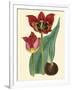 Elegant Tulips II-null-Framed Art Print