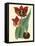 Elegant Tulips II-null-Framed Stretched Canvas