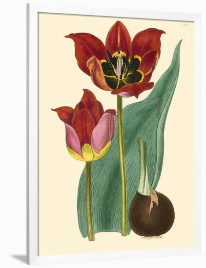 Elegant Tulips II-null-Framed Art Print