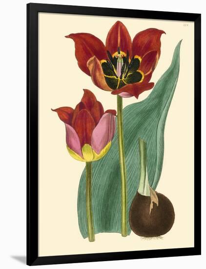 Elegant Tulips II-null-Framed Art Print