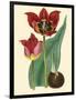 Elegant Tulips II-null-Framed Art Print