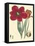 Elegant Tulips VI-null-Framed Stretched Canvas