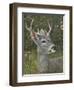 Elegant-Luis Aguirre-Framed Giclee Print