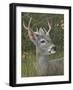 Elegant-Luis Aguirre-Framed Giclee Print