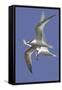 Elegnat Terns in Flight with Fish in their Bills-Hal Beral-Framed Stretched Canvas