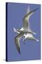 Elegnat Terns in Flight with Fish in their Bills-Hal Beral-Stretched Canvas