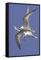 Elegnat Terns in Flight with Fish in their Bills-Hal Beral-Framed Stretched Canvas