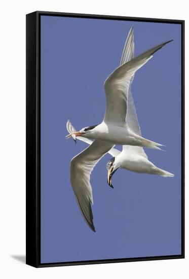 Elegnat Terns in Flight with Fish in their Bills-Hal Beral-Framed Stretched Canvas