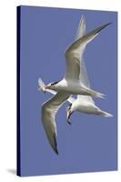 Elegnat Terns in Flight with Fish in their Bills-Hal Beral-Stretched Canvas