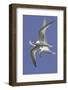 Elegnat Terns in Flight with Fish in their Bills-Hal Beral-Framed Photographic Print