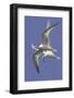 Elegnat Terns in Flight with Fish in their Bills-Hal Beral-Framed Photographic Print