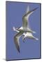 Elegnat Terns in Flight with Fish in their Bills-Hal Beral-Mounted Photographic Print