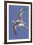 Elegnat Terns in Flight with Fish in their Bills-Hal Beral-Framed Photographic Print