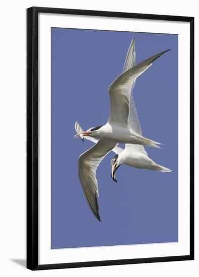 Elegnat Terns in Flight with Fish in their Bills-Hal Beral-Framed Photographic Print