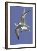 Elegnat Terns in Flight with Fish in their Bills-Hal Beral-Framed Photographic Print