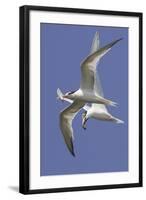 Elegnat Terns in Flight with Fish in their Bills-Hal Beral-Framed Photographic Print