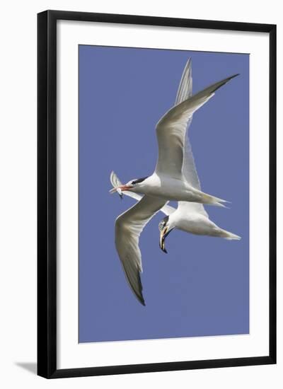 Elegnat Terns in Flight with Fish in their Bills-Hal Beral-Framed Photographic Print