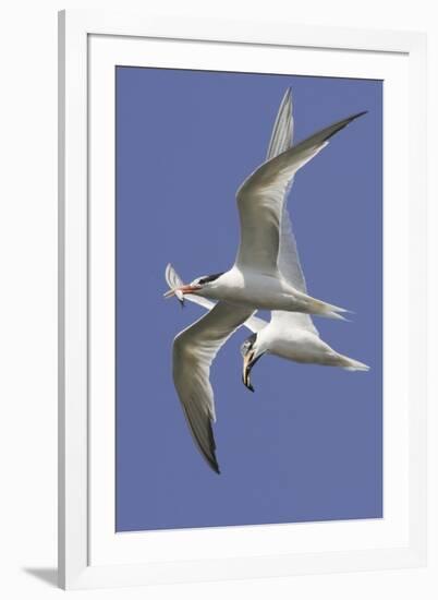 Elegnat Terns in Flight with Fish in their Bills-Hal Beral-Framed Photographic Print